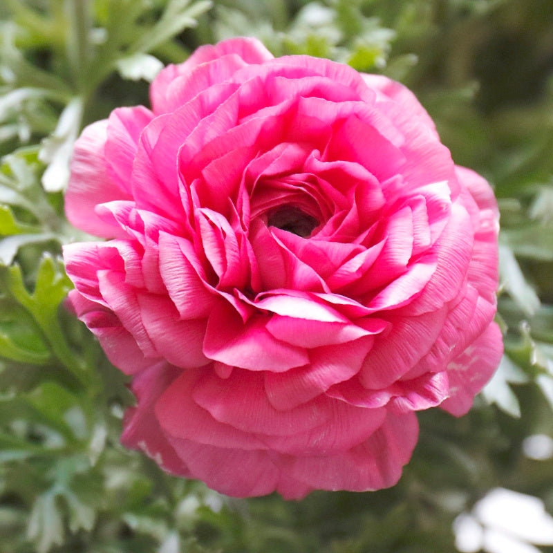 Ranunculus asiaticus Aviv Pink, Renoncule de Jardin