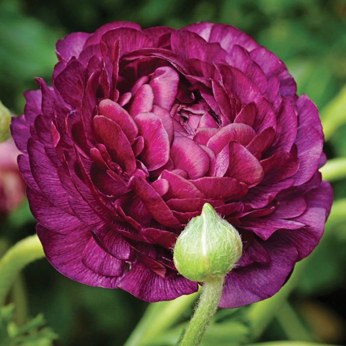 Ranunculus asiaticus Aviv Purple, Renoncule de Jardin
