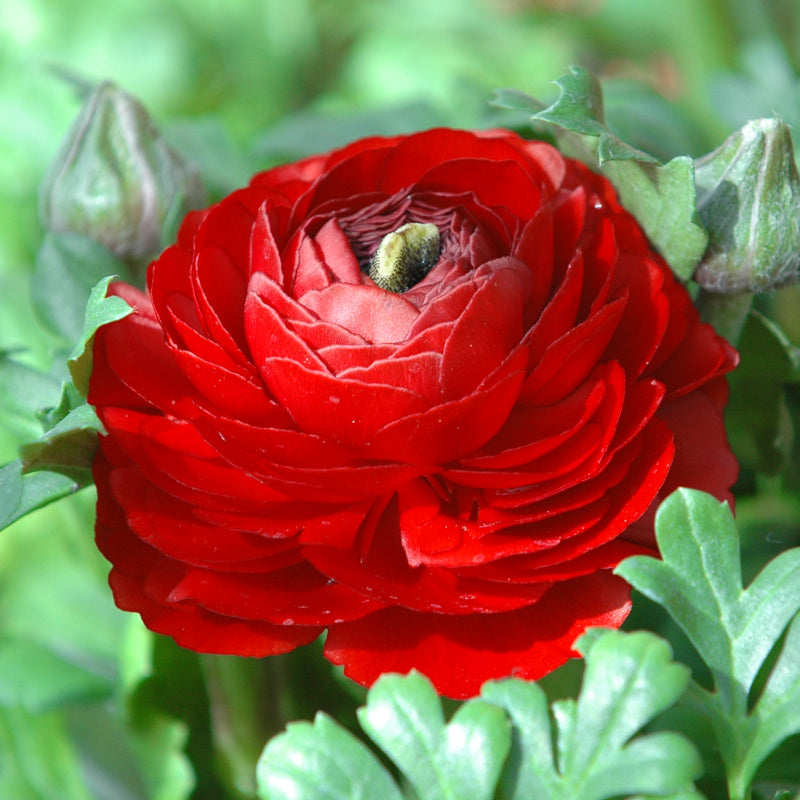 Ranunculus asiaticus Aviv Red, Renoncule de Jardin