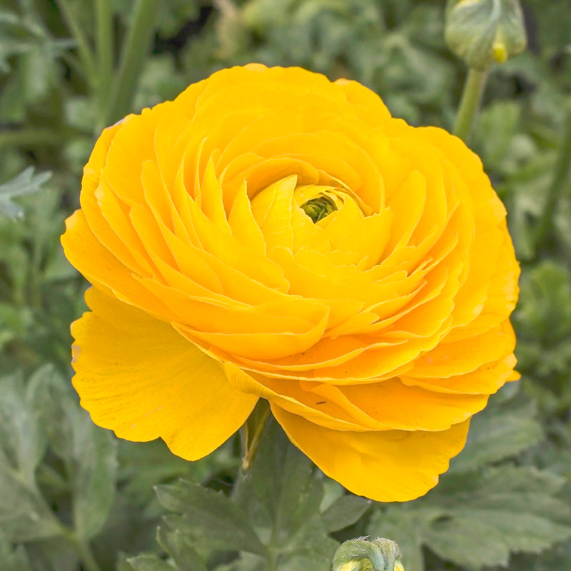 Ranunculus asiaticus Aviv Yellow, Renoncule de Jardin