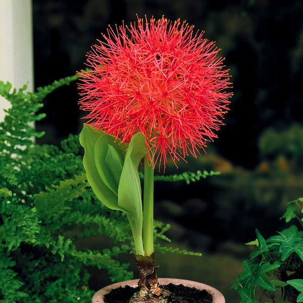 Scadoxus multiflorus