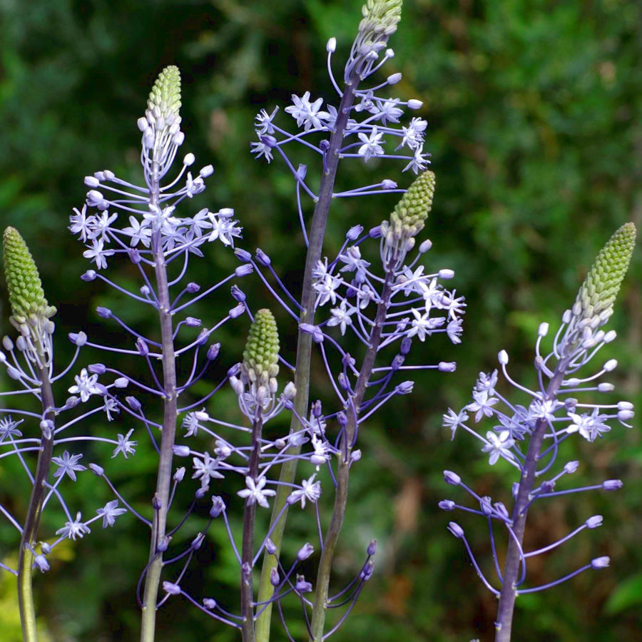 Scilla hyacinthoides, Scille hyacinthoides