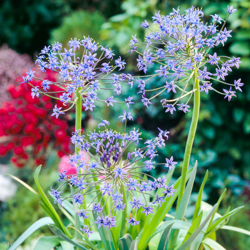 Scilla peruviana, Scille du Perou