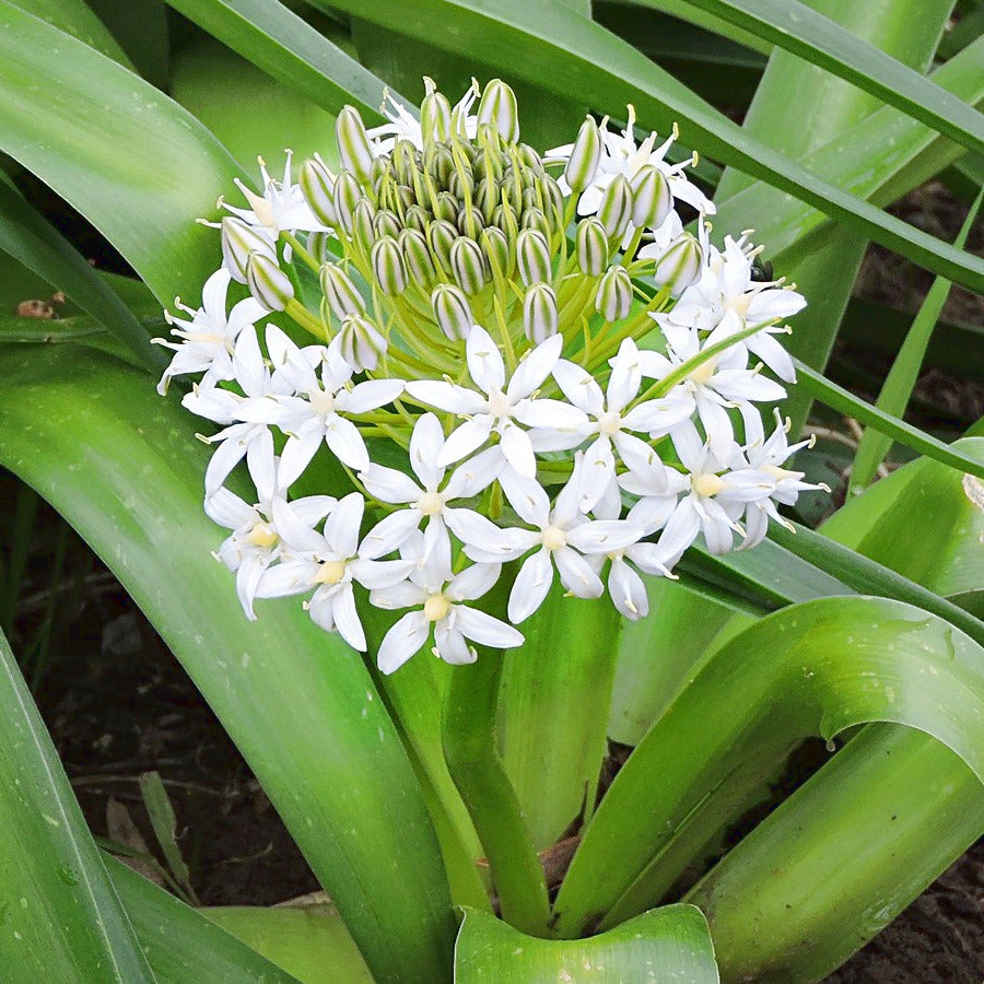 Scilla peruviana White Moon, Scille du Perou