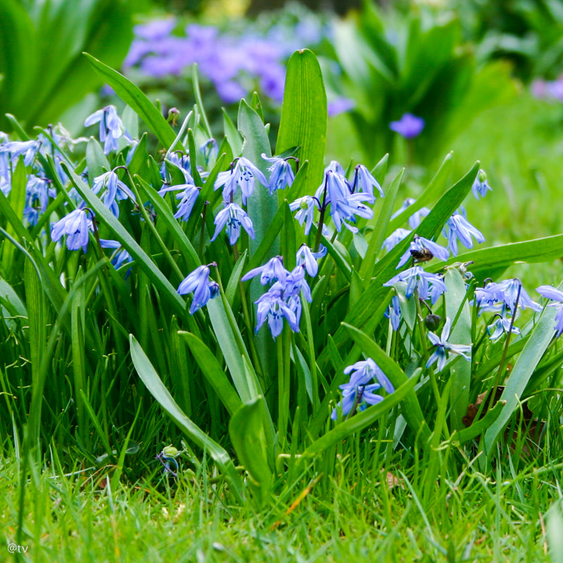 Scilla siberica, Scille de Siberie