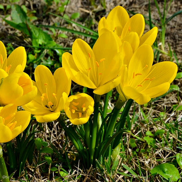 Sternbergia lutea, Crocus d'automne jaune