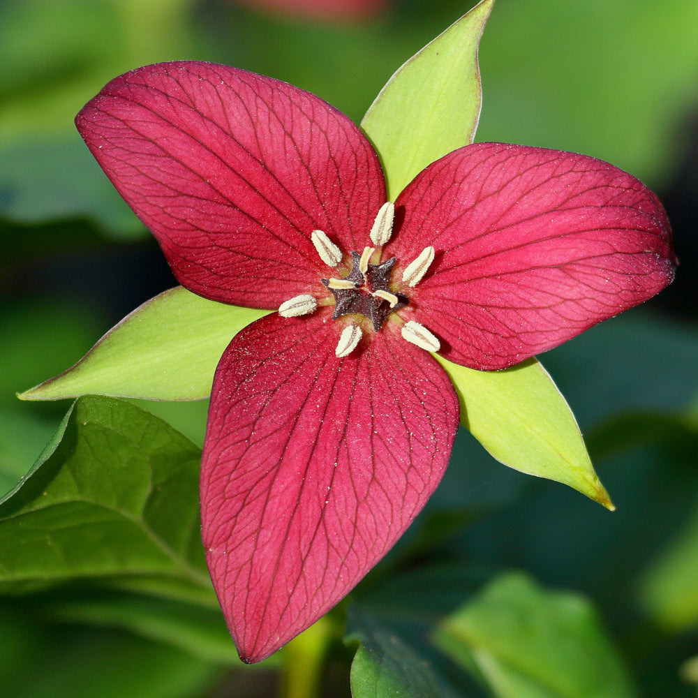 Trillium erectum - rouge