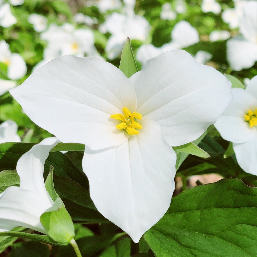 Trillium grandiflorum - blanc