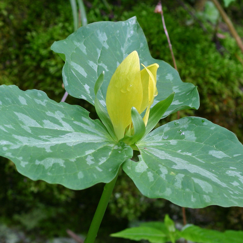 Trillium luteum - jaune
