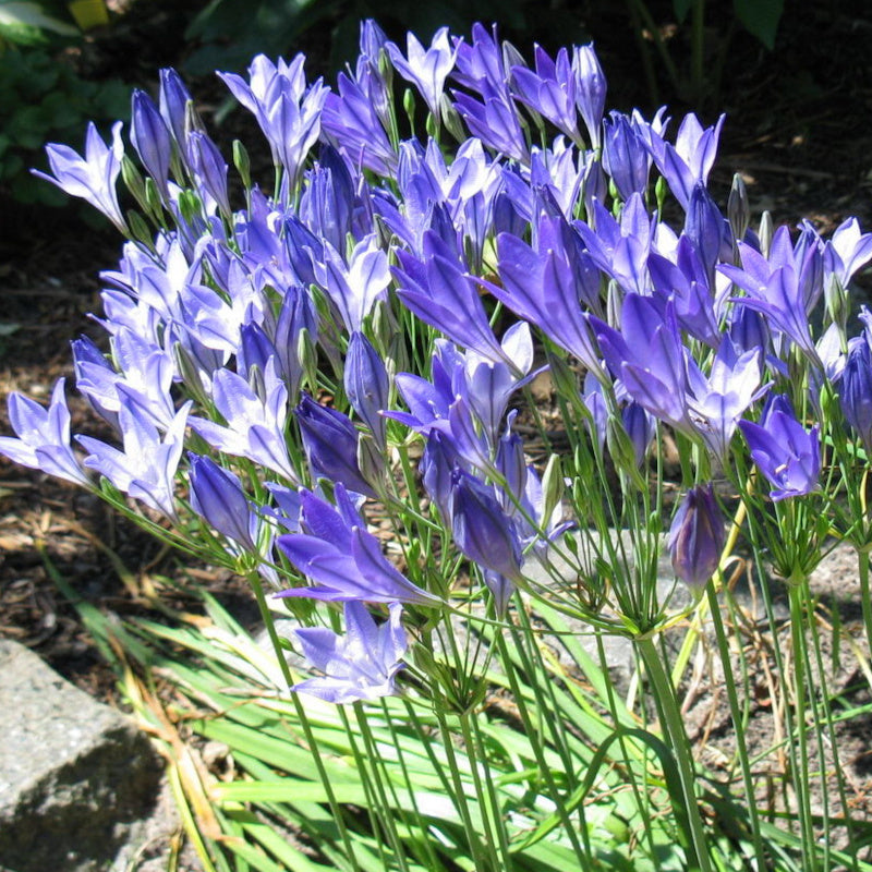 Triteleia Queen Fabiola, Tritéléia lâche