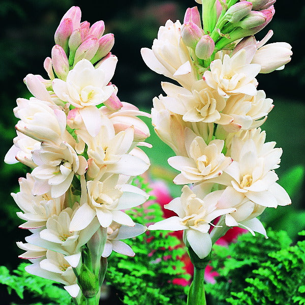 Tubéreuse - Polianthes tuberosus La Perle Double Blanc