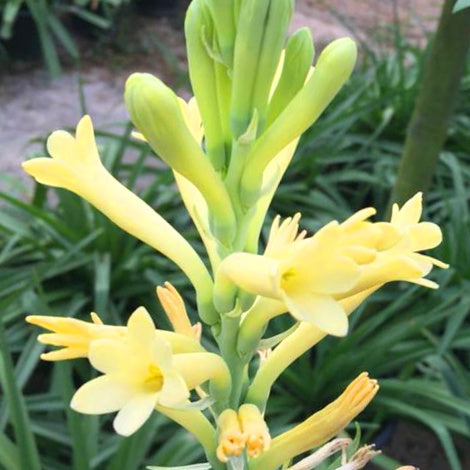 Tubéreuse - Polianthes tuberosus Super Gold