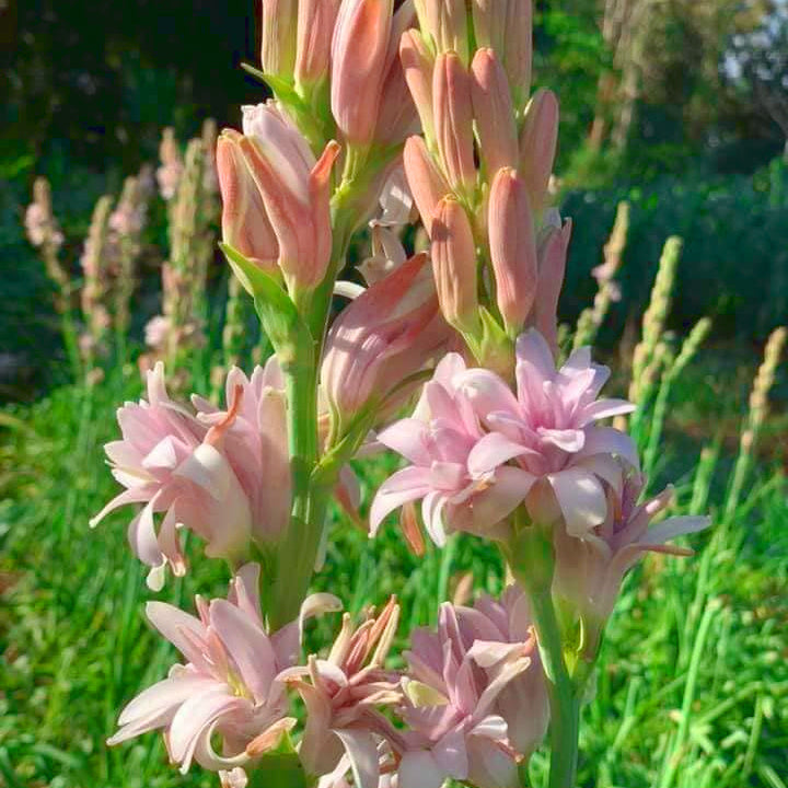 Tubéreuse - Polianthes tuberosus Pink Saphier