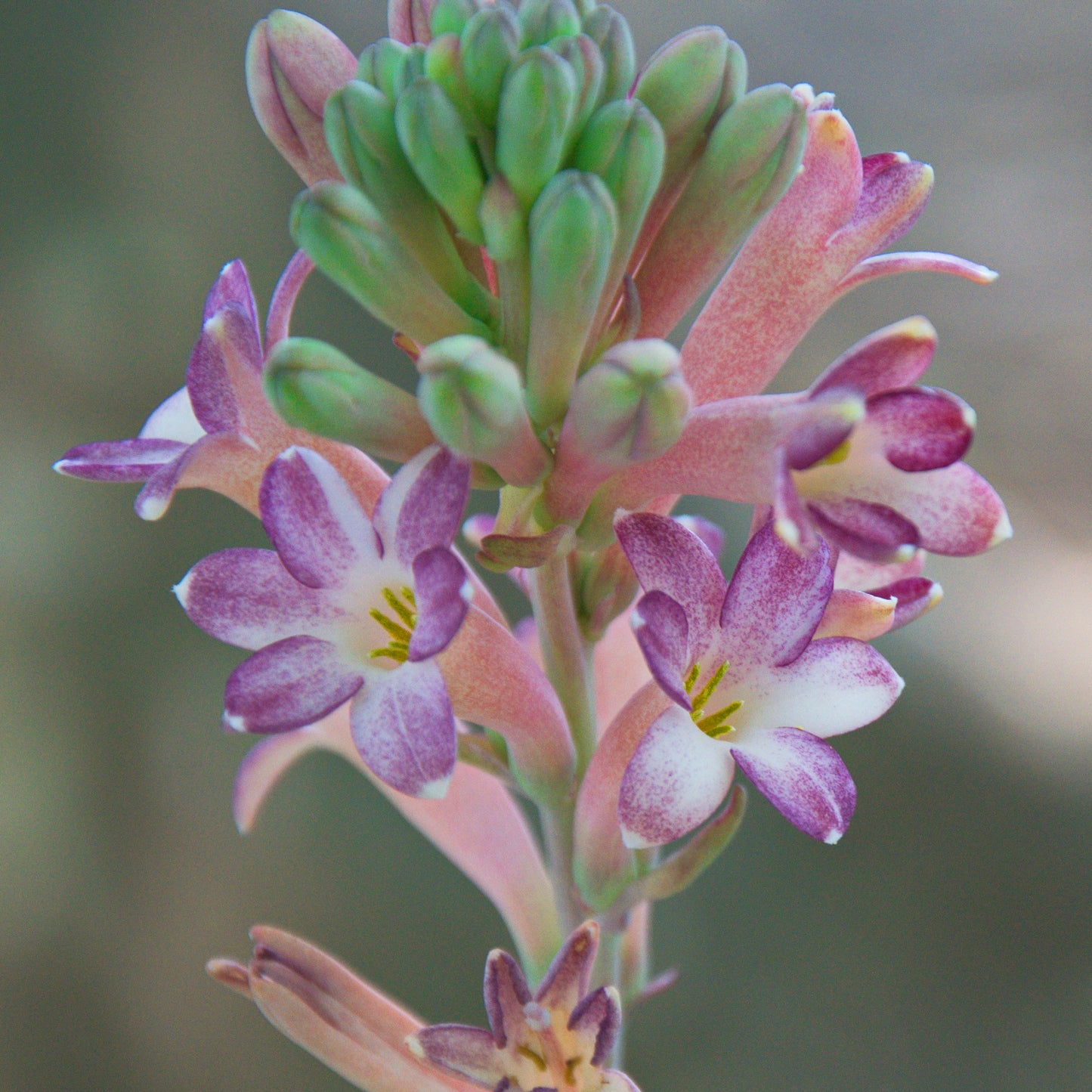 Tubéreuse - Polianthes tuberosus Sensation