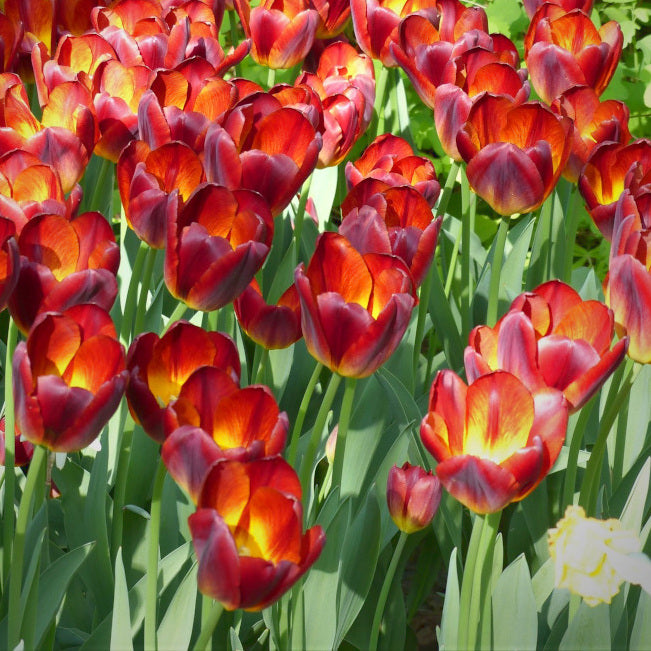 Tulipe Amberglow, Tulipe Triomphe