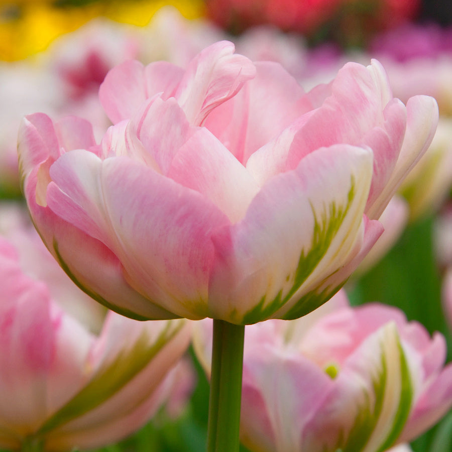 Tulipe Angelique, Tulipe Double (Pivoine)