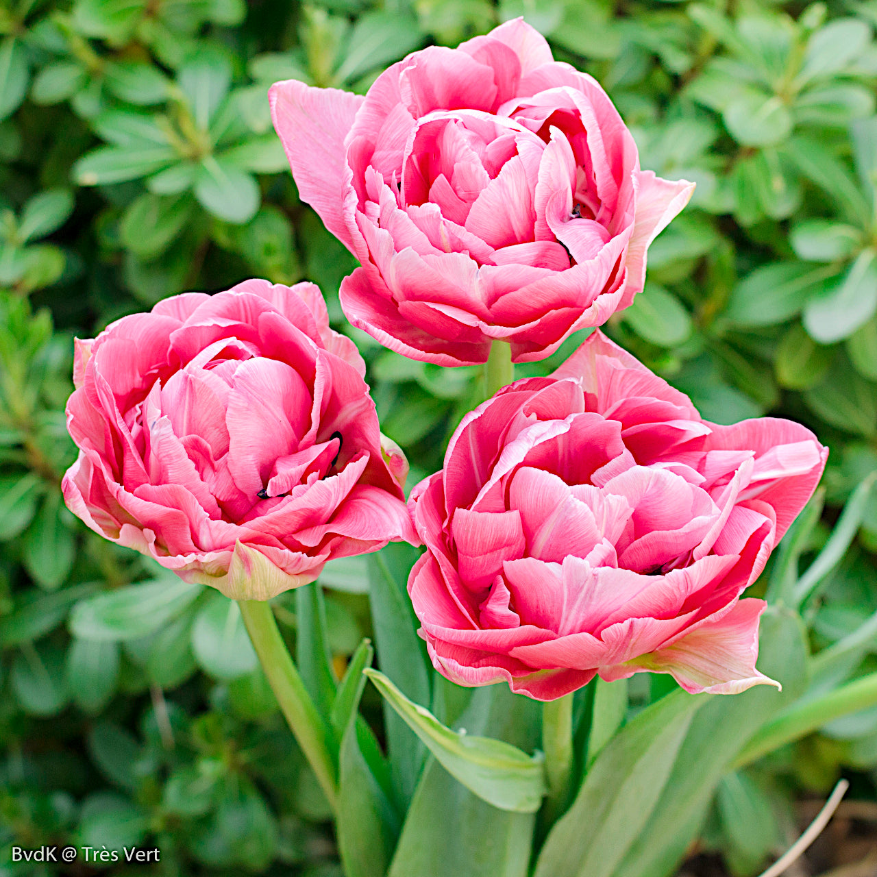 Tulipe Aveyron, Tulipe Double (Pivoine)