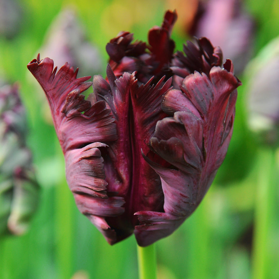 Tulipe Black Parrot, Tulipe Perroquet