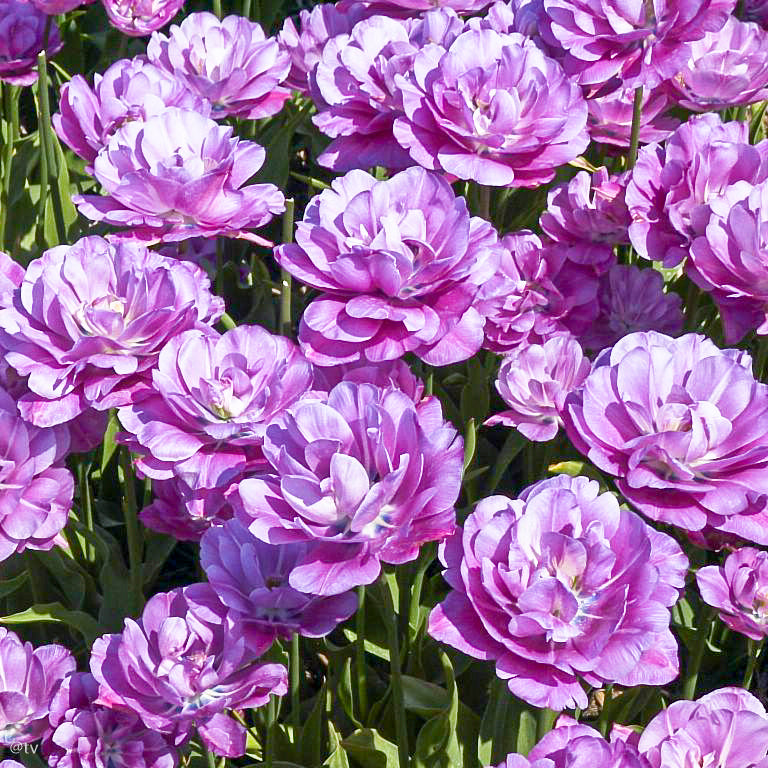 Tulipe Blue Heaven, Tulipe multi-fleurs