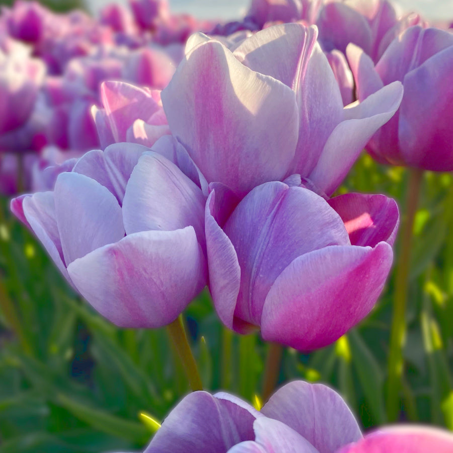 Tulipe Blue Spectacle, Tulipe Double (Pivoine)