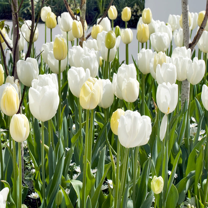 Tulipe Catherina, Tulipe Simple Tardive