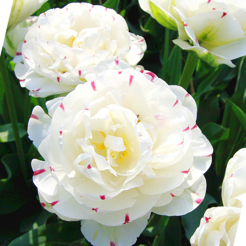 Tulipe Danceline, Tulipe Double (Pivoine)