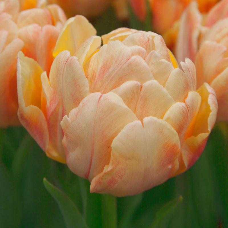 Tulipe Foxy Foxtrot, Tulipe Double (Pivoine)