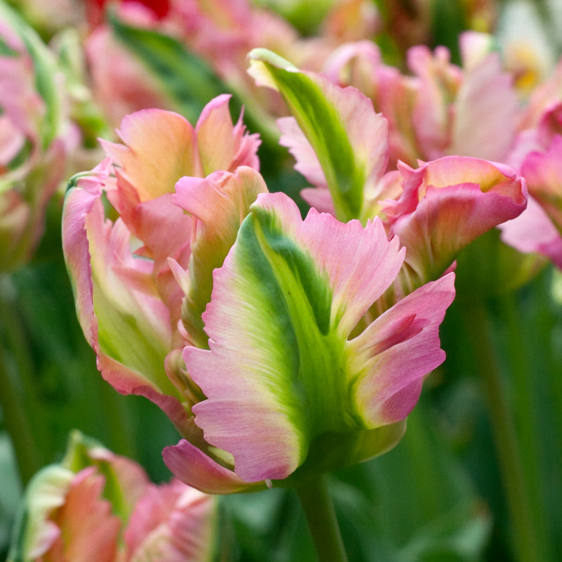 Tulipe Green Wave, Tulipe Perroquet