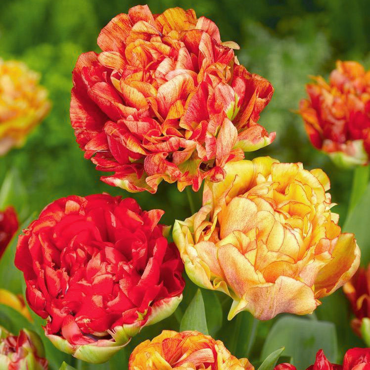 Tulipe Gudoshnik Double, Tulipe Double (Pivoine)