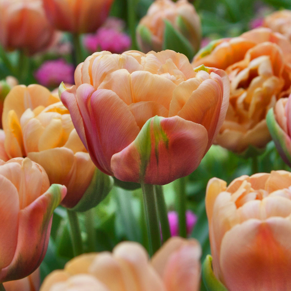 Tulipe La Belle Epoque, Tulipe Double (Pivoine)
