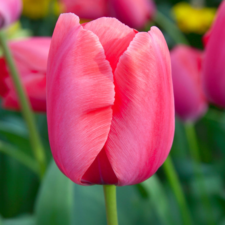 Tulipe Lady Van Eijk, Tulipe Darwin