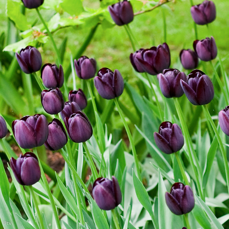 Tulipe Queen of Night, Tulipe Simple Tardive