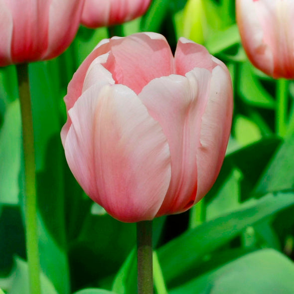 Tulipe Salmon Van Eijk, Tulipe Darwin