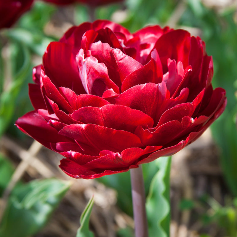 Tulipe Uncle Tom, Tulipe Double (Pivoine)
