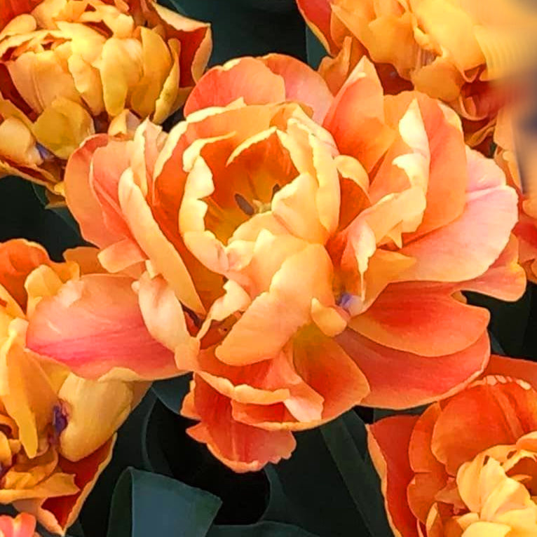 Tulipe Valdivia, Tulipe Double (Pivoine)
