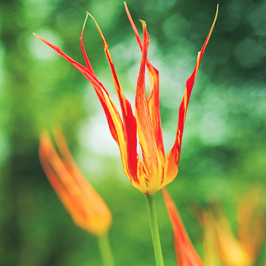 Tulipe acuminata, Tulipe botanique