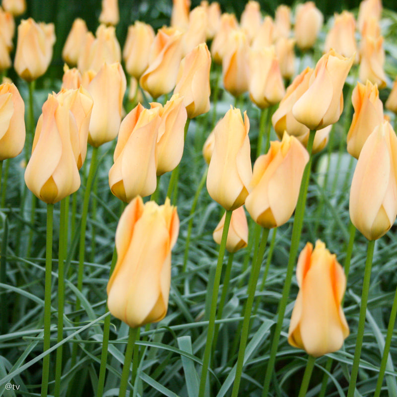 Tulipe batalinii Bronze Charm, Tulipe botanique