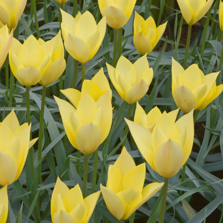 Tulipe clusiana Honky Tonk, Tulipe botanique