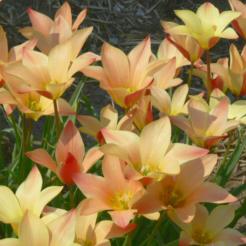 Tulipe clusiana Sheila, Tulipe botanique
