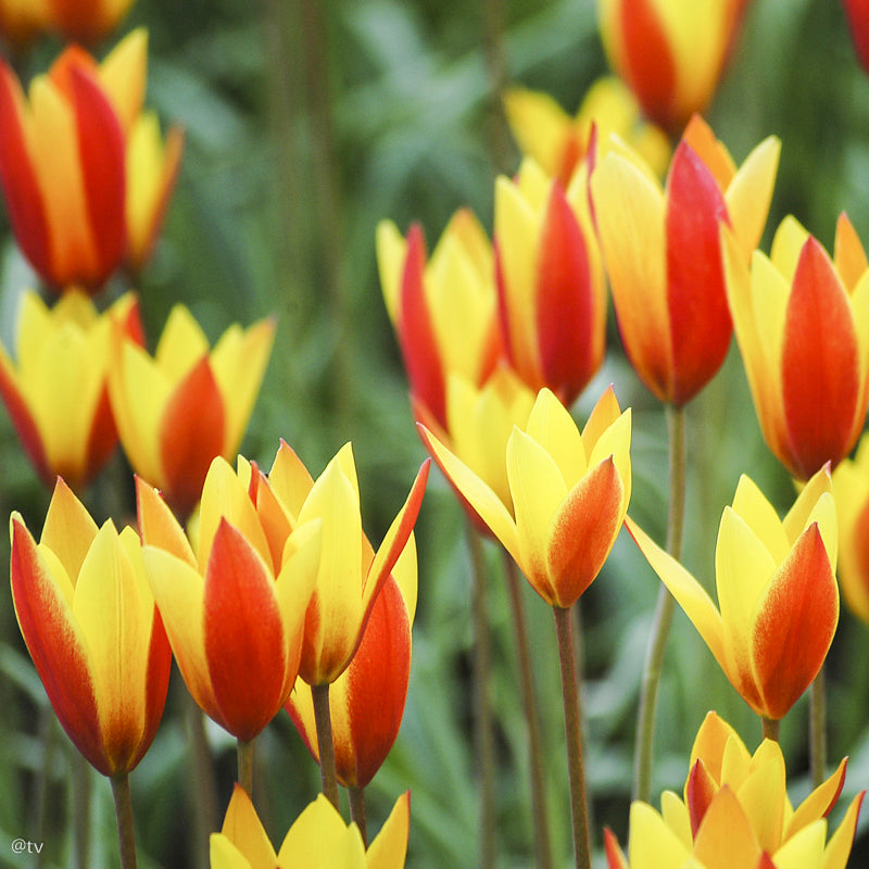 Tulipe clusiana var. chrysantha, Tulipe botanique