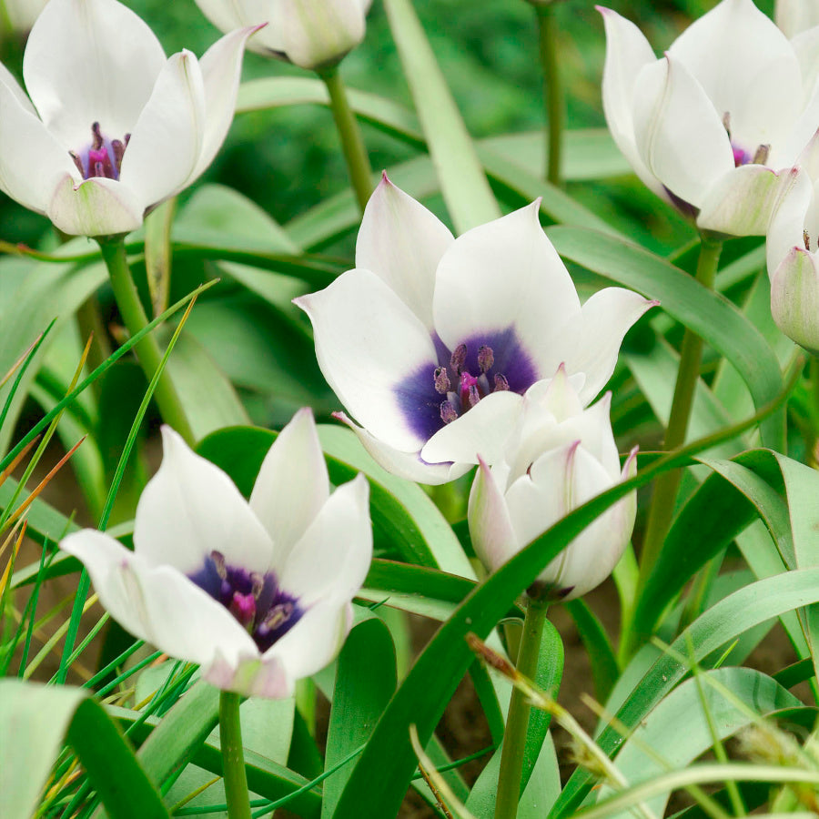 Tulipe pulchella Albocaerulea Oculata , Tulipe botanique