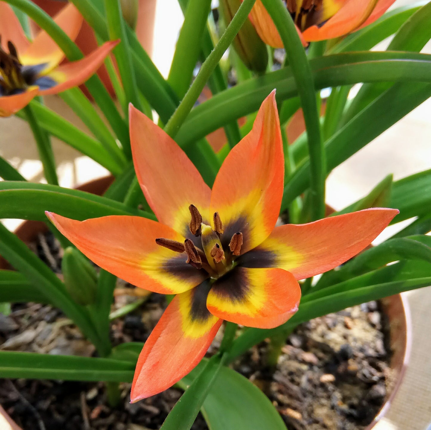 Tulipe Little Princess, Tulipe botanique