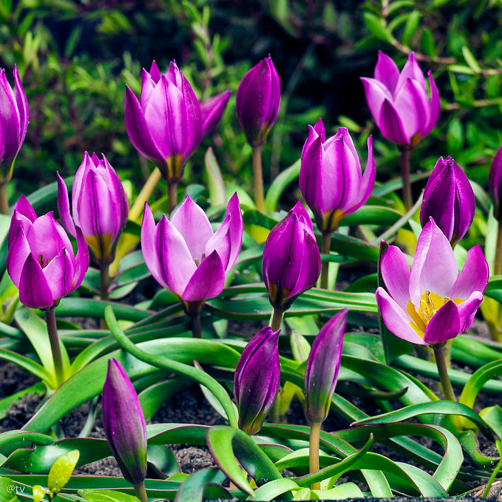 Tulipe Persian Pearl, Tulipe botanique