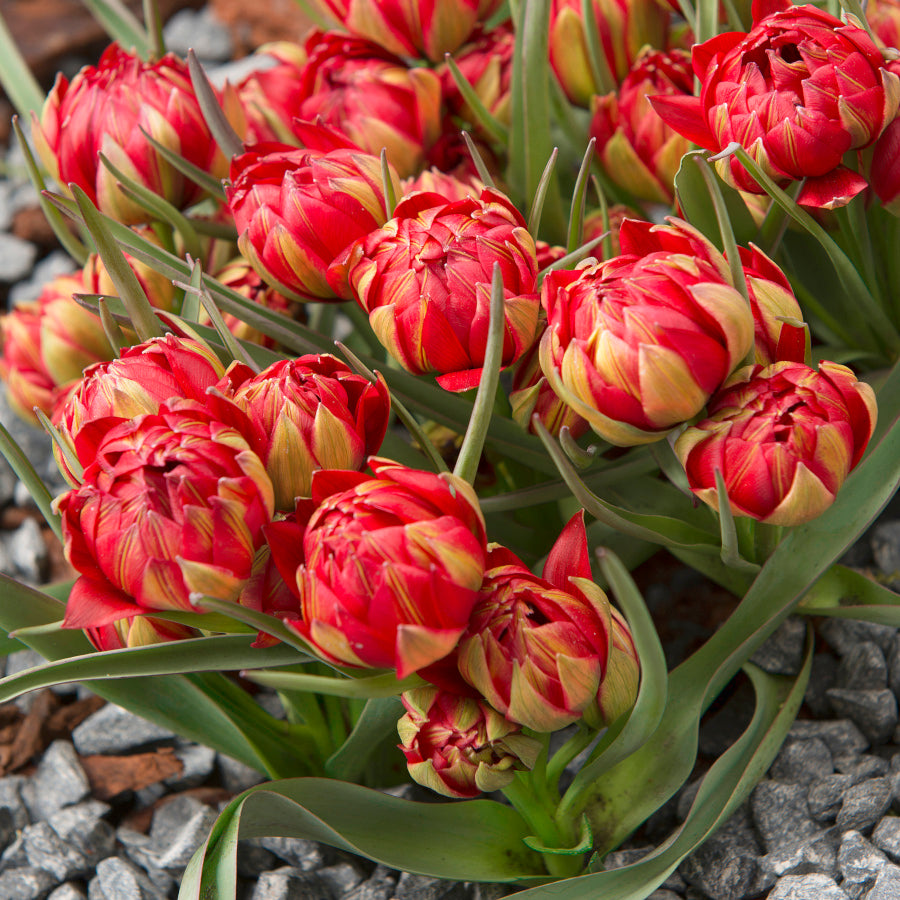 Tulipe Samantha, Tulipe botanique double