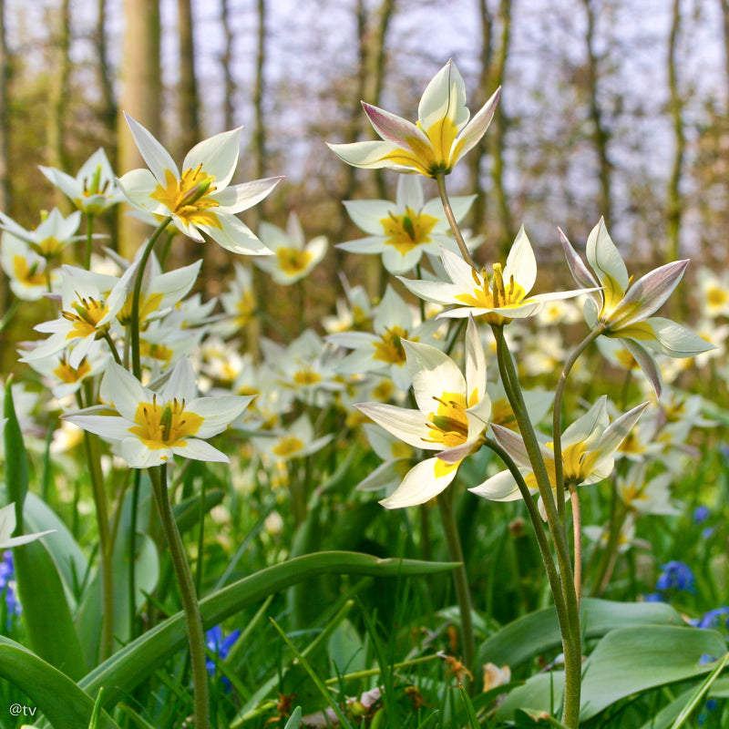 Tulipe turkestanica, Tulipe botanique