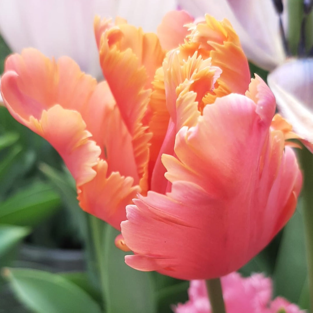 Tulipe Amazing Parrot, Tulipe Perroquet