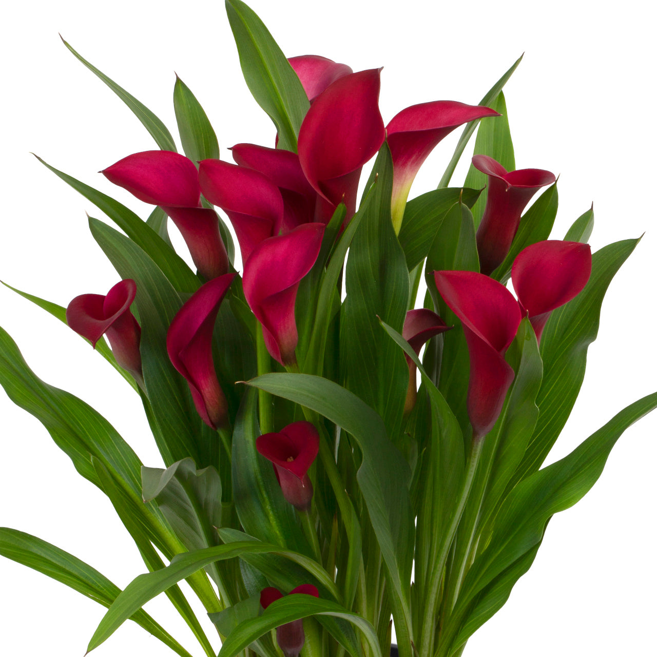 Calla - Zantedeschia Calafornia - Rouge