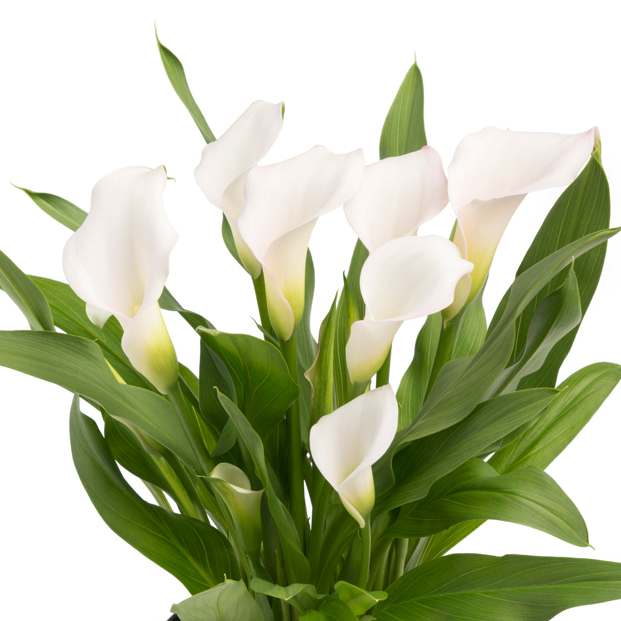 Calla - Zantedeschia Crystal Blush - Blanc