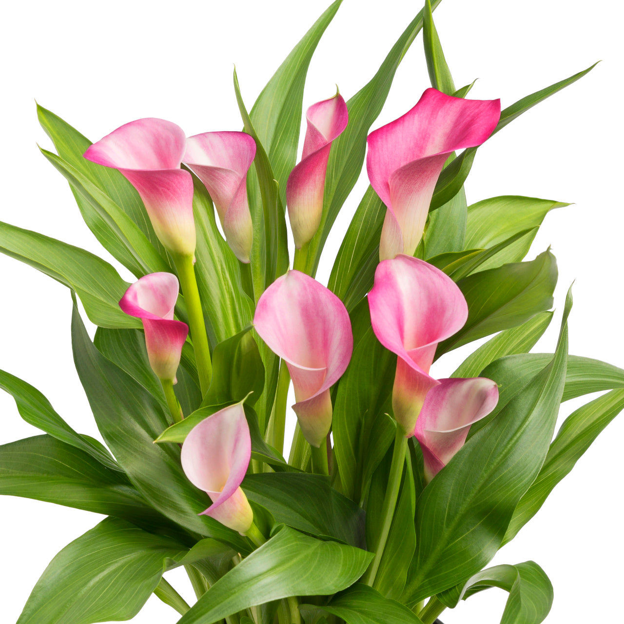 Calla - Zantedeschia Garnet Glow - Rose