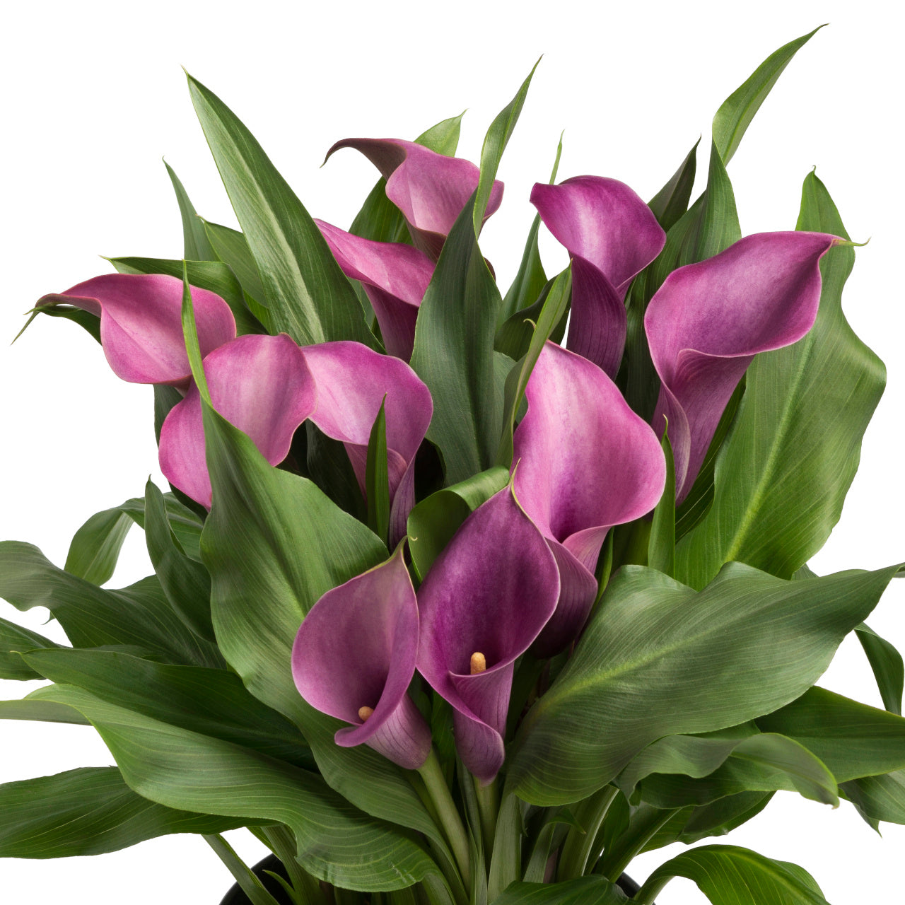 Calla - Zantedeschia Grape Velvet - Violet
